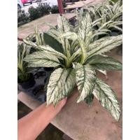 ราคา เดหลีด่าง หรือ เดหลีจักรพรรดิ์แคระ (Spathiphyllum Sensation Variegated)  ใบเรียวขาว กระถาง6นิ้ว1-2ต้น (55506311883)