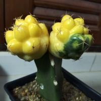 ราคา แคคตัสช้างด่างแฝด Coryphantha elephantidens (3241011669)