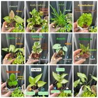 ราคา ต้นไม้มงคล ไม้ฟอกอากาศ ต้นไม้จิ๋ว (5549844384)