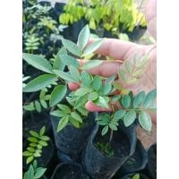 ราคา ต้นปลาไหลเผือก สมุนไพรปลาไหลเผือก (ชุด3ต้น) (43572813942)