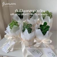 ราคา ต้นไม้ของขวัญ ต้นไม้มงคลพร้อมกระถาง3นิ้ว ห่อของขวัญ ไม้มงคลจิ๋ว (21808069349)