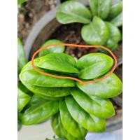 ราคา กวักแคระด่าง​ กวักมรกตแคระด่าง (29407147039)