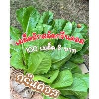 ราคา [งอกดี 95%] เมล็ดพันธุ์ กรีนคอส (Green Cos) เมล็ดผักสลัด คัดเกรดพรีเมียม ปลูกง่าย ทนร้อน ทรงสวย กรอบอร่อย (ชุด100 เมล็ด) (51557112213)