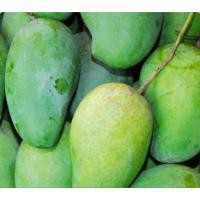 ราคา มะม่วงโชคอนันต์ ปลูกแบบอินทรีย์แท้ เก็บแก่จัด สำหรับทานดิบ เปรี้ยวกำลังดี กรอบ อร่อยมาก (55500999013)