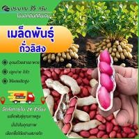 ราคา 35g เมล็ด เมล็ดพันธุ์ถั่วลิสง เมล็ดถั่วลิสง พันธุ์ถั่วดิน กบินทร์ เปลือกแดง ทนแล้ง (40305040540)