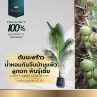 ราคา ต้นมะพร้าวน้ำหอมพันธุ์เตี้ยก้นจีบบ้านแพ้ว สูง 60-140 cm.(ต้นเล็ก) น้ำมะพร้าวมีรสหวานหอม (18230306029)