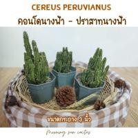 ราคา ‼️ คอนโดนางฟ้า กระถาง 3" ปราสาทนางฟ้า แคคตัส กระบองเพชร **[อัพเดท 1/06/64]** ต้นใหญ่ๆสวยๆ (5881654859)