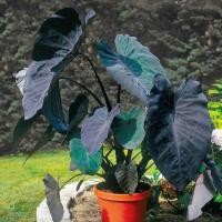 ราคา แบล็คเมจิก แบล็คเมจิกกลาย colocasia blackmagic, colocasia blackmagic variegated (14971059406)