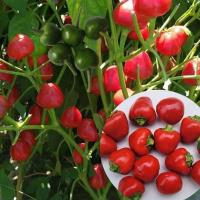 ราคา 100เมล็ด/ซอง เมล็ดพันธุ์ พริกจินดาแดง Hot Chili Seeds Pepper Seeds Vegetable พริก เมล็ดพันธุ์ เมล็ดพันธุ์ พริกชี้ฟ้า (55002136217)