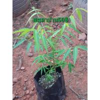 ราคา ต้นสะเดา/สะเดาบ้าน เพาะเมล็ด (27732879026)