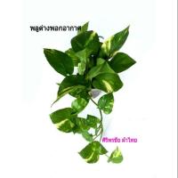 ราคา พลูด่างฟอกอากาศ #พลูด่างไม้มงคล #พลูด่างไม้ประดับ "#พลูด่าง" ว่าแต่ทำไมพลูด่างถึงเป็นไม้ประดับที่เราแนะนำสวยอวบ (2628278299)