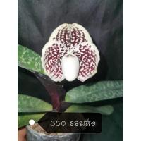 ราคา รองเท้านารีเหลืองตรัง (Paphiopedilum leucochilum) (23177829350)