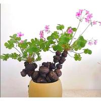 ราคา เลือกต้นได้​ 'Oxalis​ articulata​ rubra' (23925356997)