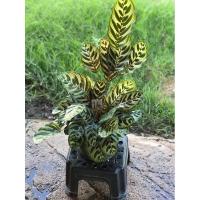 ราคา ต้นคล้าแววมยุราต้นไม้ฟอกอากาศ (6752180671)