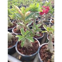 ราคา ต้นชวนชม กระถาง8"ความสูง20-30ซม.ลำต้นใหญ่แข็งแรง#ต้นชวนชม (4144612478)