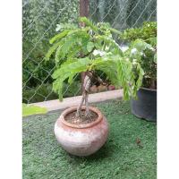 ราคา มะขามบอนไซ กระถางโอ่ง ขนาดกระถาง 4 นิ้ว (19691224379)