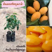 ราคา ต้นพันธุ์มะยงชิดทูลเกล้า(1ต้น) ต้นเสียบยอด มีการรับประกันหากต้นไม้เสียหาย ส่งเร็วส่งไว บริการประทับใจ พร้อมส่งจ้า (5239912540)