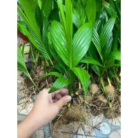 ราคา หมากเตี้ยแท้1ชุด20ต้น (20126034427)