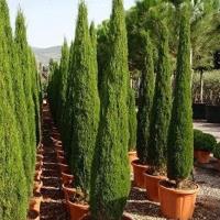 ราคา 10 เมล็ด เมล็ดพันธุ์ สนเมดิเตอเรเนียน ไซเปรส Cupressus sempervirens Mediterranean cypress Seeds (41923659699)