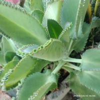 ราคา ต้นเศรษฐีพันล้าน ไม้มงคล เรียกทรัพย์ เสริมโชคลาภ ความร่ำรวย By Tonnam Published On: ตุลาคม 31st, 2025 ต้นเศรษฐีพันล้าน (46304582882)