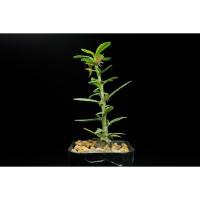 ราคา dorstenia hildebrandtii -มะพร้าวทะเลทราย -กระบองเพชร - cactus & succulent (1517176723)