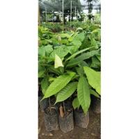 ราคา ต้นโกโก้แบบเพาะเมล็ด/ไซส์ไหญ่ (27291363688)