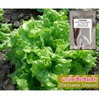 ราคา เมล็ดพันธุ์ผักสลัดกรีนโอ๊ค (Green Oak Black Seed Simpson) บรรจุ 150-200 เมล็ด (474123292)