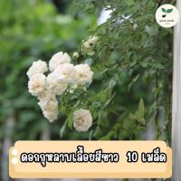ราคา เมล็ดพันธุ์ดอกกุหลาบเลื้อยสีขาว บรรจุ 10 เมล็ด (27511137467)
