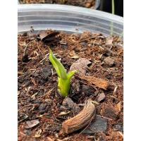 ราคา กล้วยด่างฟลอริด้า กำลังผลิตใบไซร์เบบี๋ (13308922557)