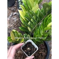 ราคา กวักมรกตด่างเหลือง ต้นกวักมรกตด่าง ต้นกวัก กวักมรกต (23117840925)