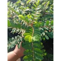 ราคา ต้นธรณีสาร (Tropical Leaf-flower) (44854694086)