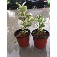 ราคา หัวใจเศรษฐี ส่งพร้อมกระถาง4 นิ้ว ต้นแข็งแรงรากเดินดี (8259328704)