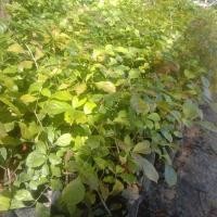 ราคา ต้นแคนาหรือต้นแคป่าขายเป็นชุด 4 ถุง 100 บาทลำต้นแข็งแรง (40668817080)