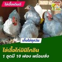 ราคา ไข่เชื้อไก่มินิโคชิน สำหรับการฟัก 10 ฟอง (17944832419)