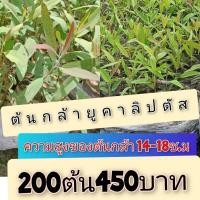 ราคา ต้นกล้ายูคาลิปตัส เป็นพืชเศรษกิฐปลูกง่ายโตเร็ว คุมค่ากับการลงทุน ชุด 200 ต้นราคา 450 บาทความสูง 14-18 เซน. (58055788791)