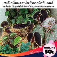 ราคา สแฟ็กนั่มมอส Sphagnum moss ปลูกพืช กล่องละ 50 บาท (9139443867)