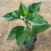 ราคา ต้นพริกคาโรไลน์น่ารีปเปอร์ Carolina reaper ต้นละ200บาท รับประกันของแท้100%ปลูกและคัดเมล็ดขยายพันธ์ในประเทศไทย (2421733968)