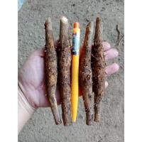 ราคา กล้าสักทอง เหง้าสักทอง ต้นพันธุ์สักทอง สำหรับปลูกรุ่นกลาง ชุดละ 50 เหง้า (4455172222)