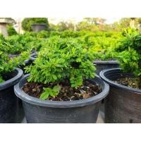 ราคา ม่วงเจริญ หรือ หลินซานใบแคระส่งฟรีจ้า (4779962670)