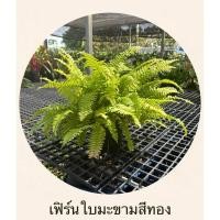 ราคา เฟิร์นใบมะขามสีทอง กระถาง 8“ (56551161125)