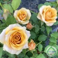 ราคา F430 กุหลาบ Golden Mustard rose โกลเด้น มัสตาร์ด (ติดดอก)สีทอง สวยหรู ดอกหอม กุหลาบพุ่ม (8625505444)