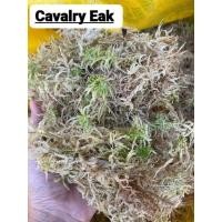 ราคา สแฟกนั่มมอส สดขนาด 200กรัม ราคา100 (13409007634)