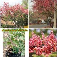 ราคา (1ต้น)(ขาย ต้นพันธุ์) ดอก ต้น กาฬพฤกษ์ ต้นกาฬพฤกษ์ ดอกกาฬพฤกษ์ Kanokwan (13812880728)