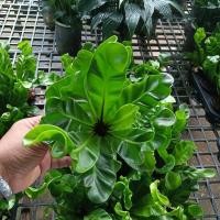 ราคา เฟิร์นcobarหรือเฟิร์นก้านดำใบหยิก3-4นิ้ว (42312551398)