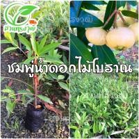 ราคา ชมพู่น้ำดอกไม้ โบราณ กิ่งตอนชำลงถุง แท้% (14049423234)