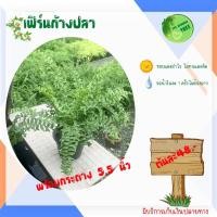 ราคา ต้นเฟิร์นก้างปลา เฟิร์นบอสตัน ต้นไม้ฟอกอากาศ ต้นไม้ เฟิร์น เฟิร์นฟอกอากาศ ไม้มงคล ต้นไม้จิ๋ว ไม้ประดับ (10742215539)