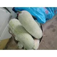 ราคา ฟักแก่ ฟักปลอดสารพิษ ฟักแฟง (23630380998)