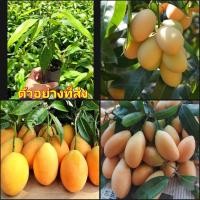 ราคา (2ต้น)(vาย ต้นพันธุ์) ต้น มะปรางหวานสุวรรณบาตร มะปรางหวาน สุวรรณบาตร มะปราง ต้นมะปราง หวาน happy (13586127951)