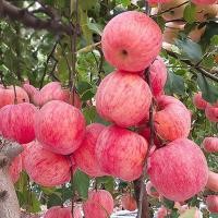 ราคา Sweet Apple Seeds for Planting (20 Pcs/pack) เมล็ดแอปเปิ้ลต้นไม้แอปเปิ้ลเมล็ดพันธุ์แคระบอนไซแอปเปิ้ล ง่าย ๆ (49101475758)