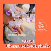 ราคา กล้วยไม้หนวดพราหมณ์ชุด3ต้น หายากholcoglossum amesianumมาจากพม่าใบมีตำหนิตามธรรมชาติ (22427594857)